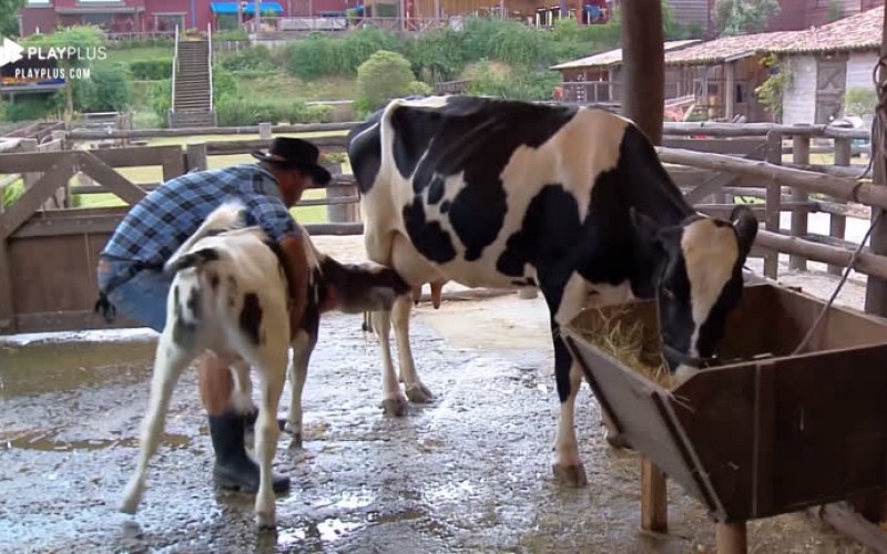 Phavanello tira bezerro da teta da vaca para ordenhar o animal