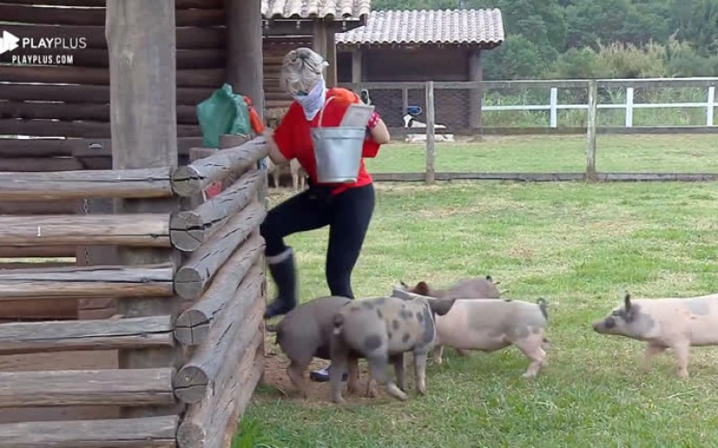 Porcos atacam Andrea e peoa surta: 