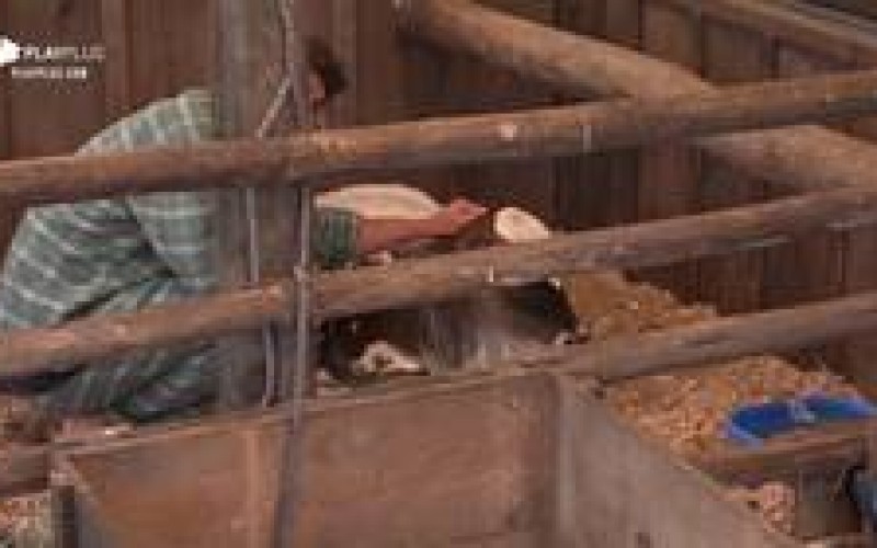 Relembre 4 momentos de Lucas Viana com os animais