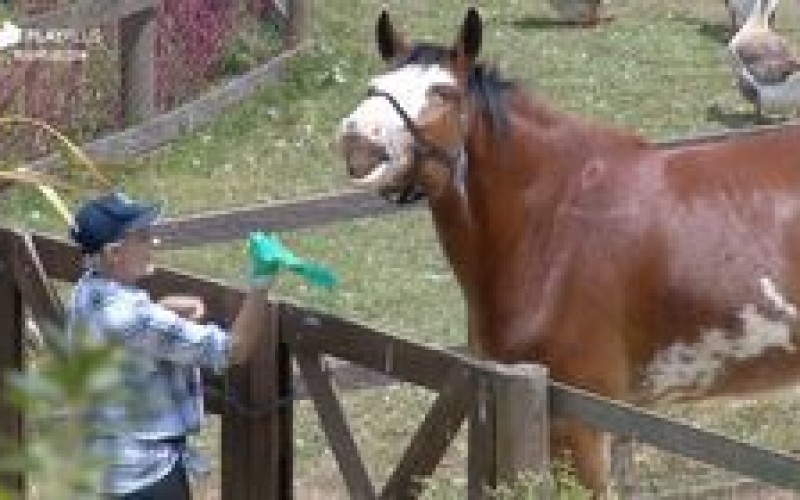 Relembre momentos dos peões com o cavalo Lyon em A Fazenda 11