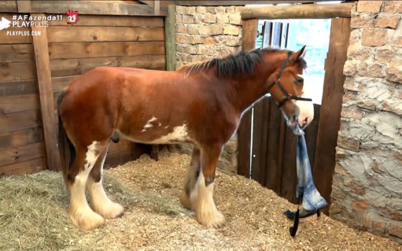 Relembre os melhores momentos do cavalo Lyon