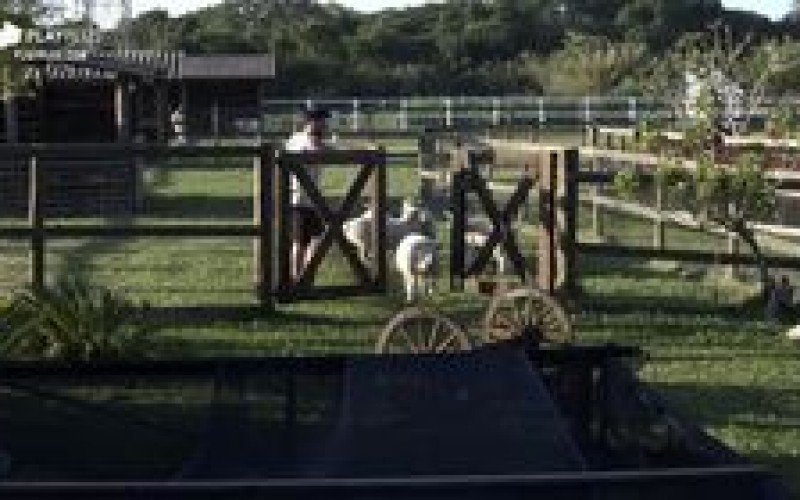 Relembre três vezes que as ovelhas deram um baile nos peões