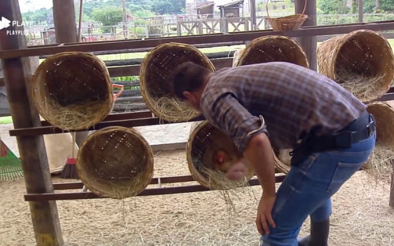 Rodrigo Phavanello coleta ovos das galinhas e limpa galinheiro