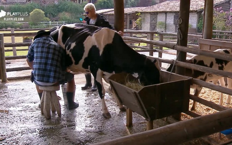 Rodrigo Phavanello é auxiliado por Viny após errar em tarefa com vaca