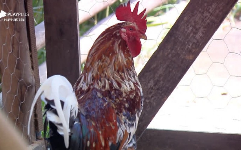 Sabrina elogia galo e Thayse rebate: “Não é para tanto”