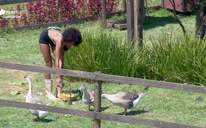 Sabrina Paiva acorda cedo para alimentar os gansos da sede