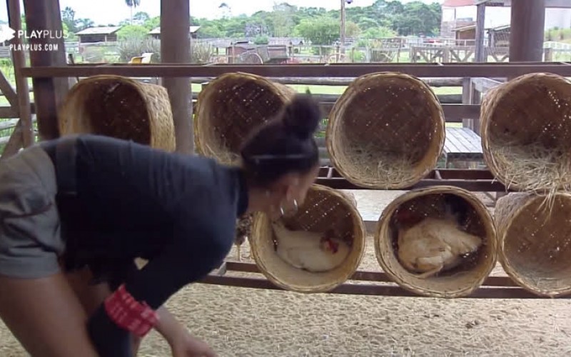 Sabrina Paiva coleta ovos enquanto 