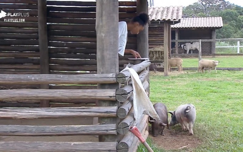 Sabrina Paiva cuida do chiqueiro enquanto porcos brincam