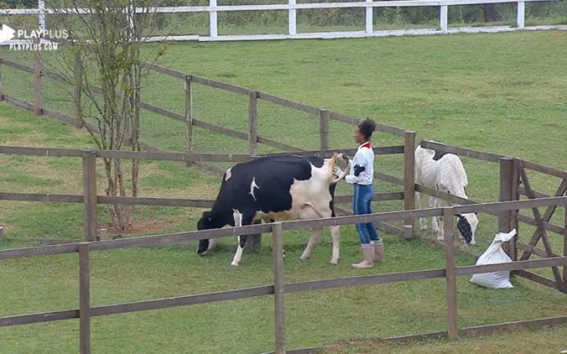 Sabrina Paiva encontra dificuldade para conduzir vaca no curral