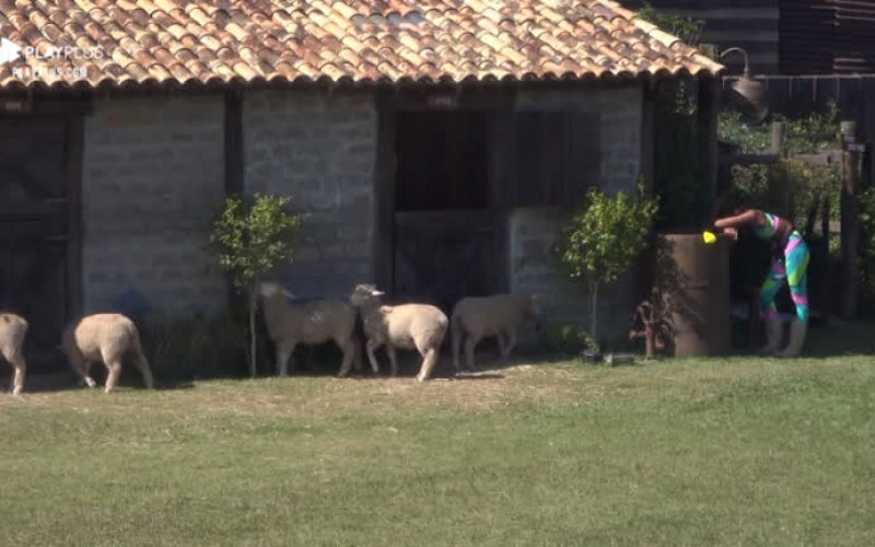 Sabrina toma um baile das ovelhas: 