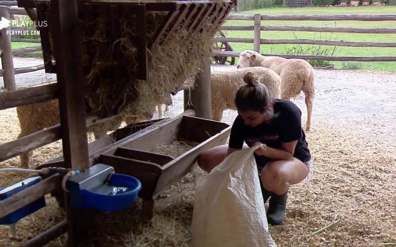 Thayse Teixeira organiza curral das ovelhas na sede