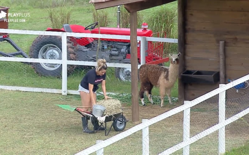 Thayse Teixeira realiza tarefa matinal de cuidar das lhamas