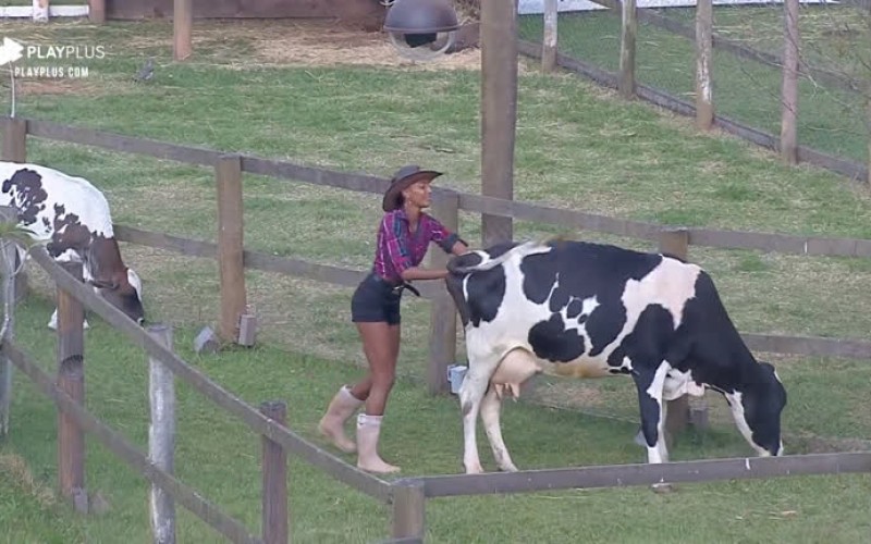 Vaca empaca e Sabrina tem que se esforçar para conduzir animal