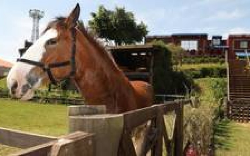 Veja 3 momentos engraçados do cavalo Lyon em A Fazenda 11