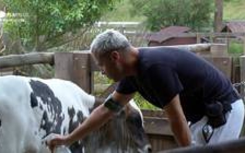 Veja 3 momentos que os peões se preocuparam com os animais