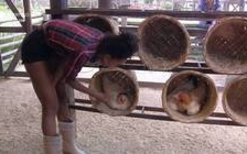 Veja 3 vezes em que as galinhas deram trabalho para os peões