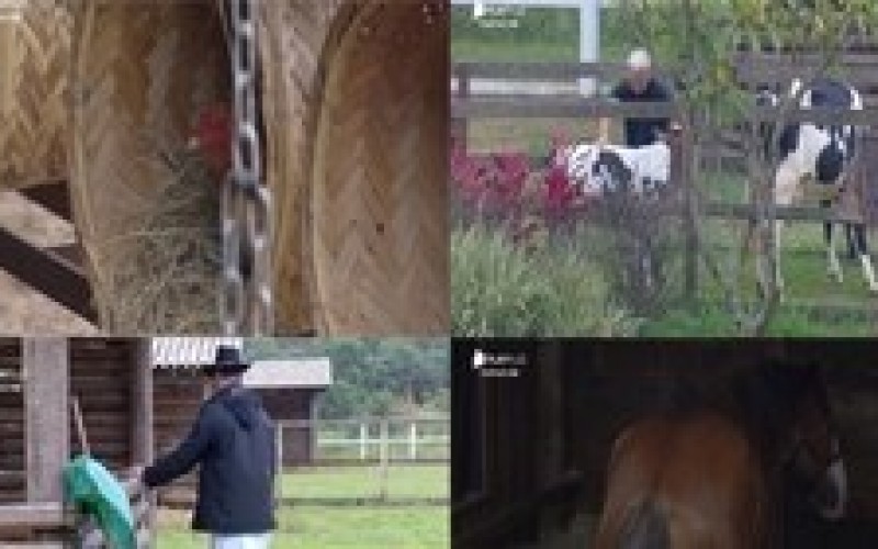 Veja os momentos mais engraçados dos bichos em <i>A Fazenda 11</i>