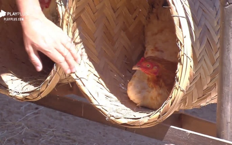 Viny esbanja bom humor mesmo após ser bicado por galinha