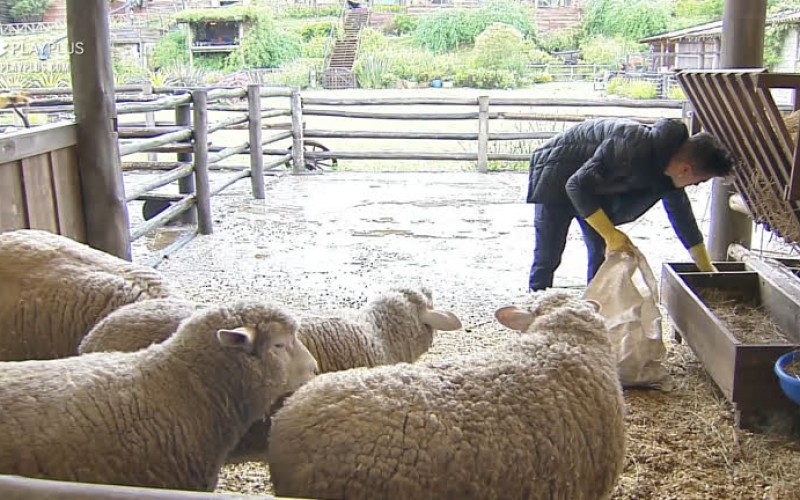 Biel cuida das ovelhas - A Fazenda 12