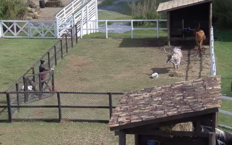 Bil foge das vacas de chifres - A Fazenda 13