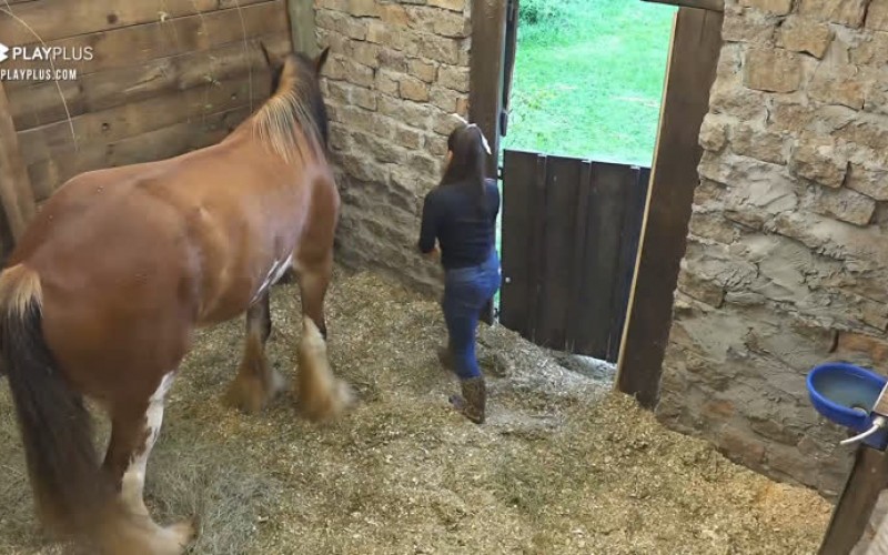 Stéfani cuida do cavalo Lyon - A Fazenda 12