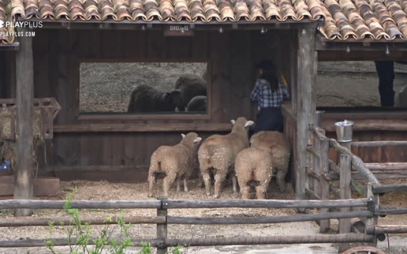 Tays foge com medo das ovelhas - A Fazenda 12