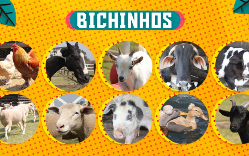 Você sabe tudo sobre o trato de animais em A Fazenda 16?